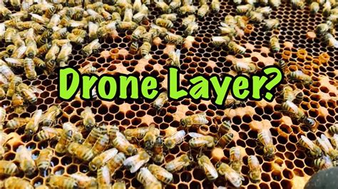 drone cells   hive     youtube