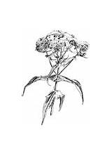 Boneset Herb Plant sketch template
