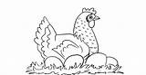 Eggs Chicken Coloring Pages Animals Farm Color sketch template