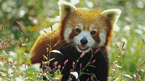 red panda wallpapers images  pictures backgrounds