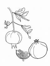 Pomegranate Garnet sketch template