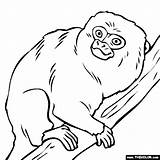 Marmoset Pygmy Coloring Clipart Monkey Tamarin Pages Online Thecolor 7kb 560px Clipground sketch template