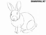 Rabbit Draw Easy Learn Step Drawingforall Ayvazyan Stepan sketch template