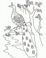 Peacock Coloring Drawing Kids Pages Bird Tree Peacocks Adults Simple Cartoon Colouring Clipart Printable Color Realistic Branch Getdrawings Drawings Popular sketch template