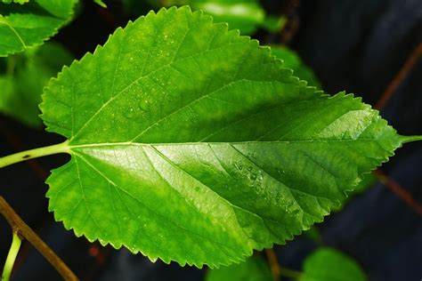 buy mulberry leaf tea benefits    side effects herbal