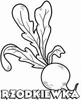Radish Rzodkiewka Kolorowanki Vegetable Kolorowanka Warzywa Druku Wydrukowania Kolorowania Kolorowankę Wydrukuj Malowanki sketch template