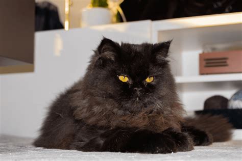 black persian cat  comprehensive guide kritter kommunity