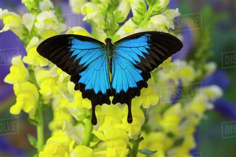 mountain blue swallowtail  australia papilio ulysses stock photo