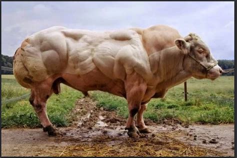 Top 10 Biggest Cattle Breeds In The World Biggest Cows