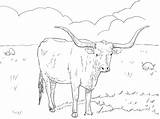 Cow K5worksheets Hereford sketch template