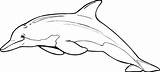 Dolphin Clipart Coloring Pages Clip Drawing Dolphins Printable Color Bottlenose Outline Cliparts Kids Line Print Colored Draw Drawings Sheets Cut sketch template