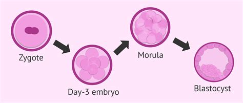 embryo development  fertilization