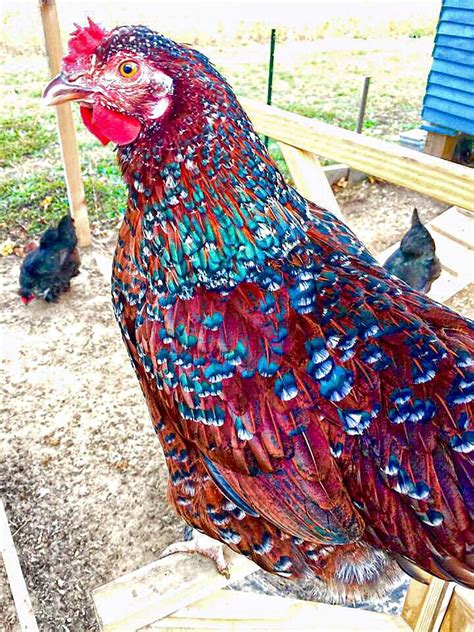 speckled sussex hen   months  fancy chickens pet chickens chickens backyard