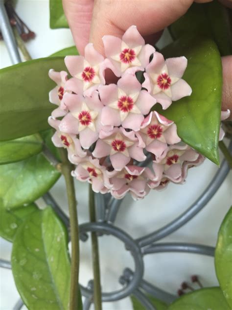 identification    plant  clusters  pink flowers  red centers  waxy