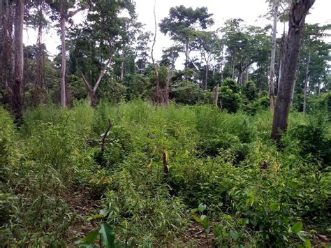photos juaboso forest now turned into a weed haven sankofa radio