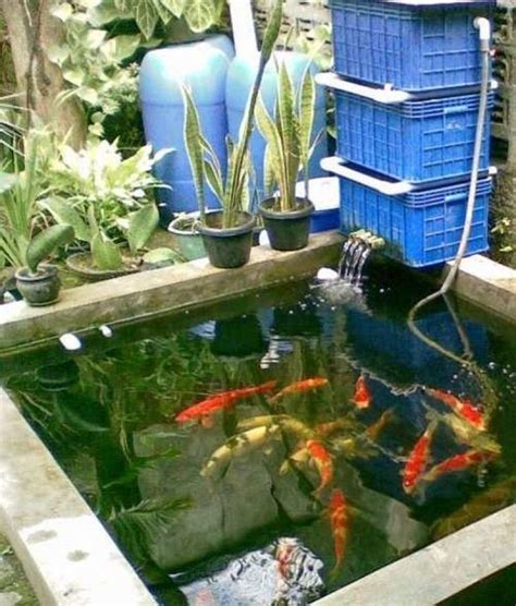 membuat kolam ikan koi minimalis  rumah binatang peliharaan