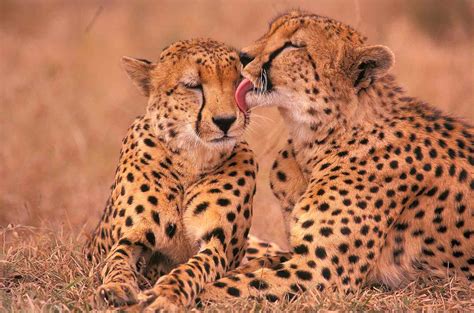cheetahs endangered conservation status  future outlook