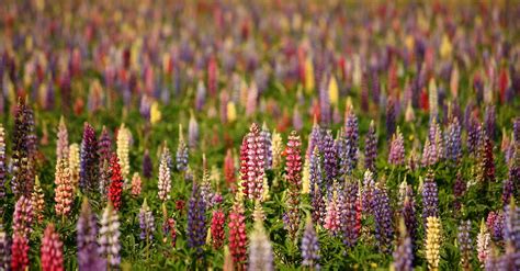 guide  growing lupine flowers