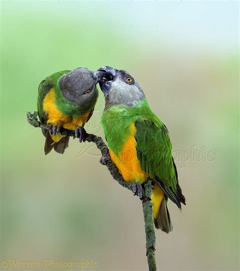 senegal parrot pair billing photo wp