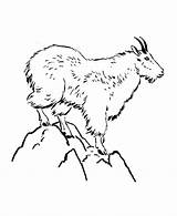 Mountain Goat Coloring Pages Wild Kids Animal Lion Mountains Animals Colouring Bike Honkingdonkey Print Activity Goats Sheet Sunrise Printables Getcolorings sketch template