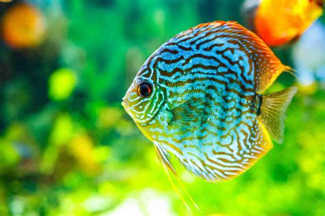 carnivorous freshwater aquarium fish common species diet