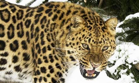 leopards  british zoos  boost wild population world news