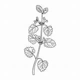 Creeping Hederacea Glechoma Ivy sketch template