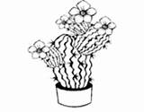 Cactus Coloring Flowers Coloringcrew Pages sketch template