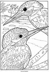 Coloring Pages Visit Dover Kleuren Voor Volwassenen Adults Bird sketch template
