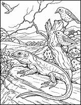 Iguana Coloring sketch template