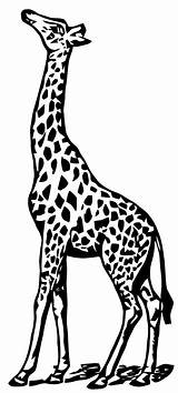 Jirafa Definition Giraffes Print Jirafas Tracing Abrir Biro sketch template