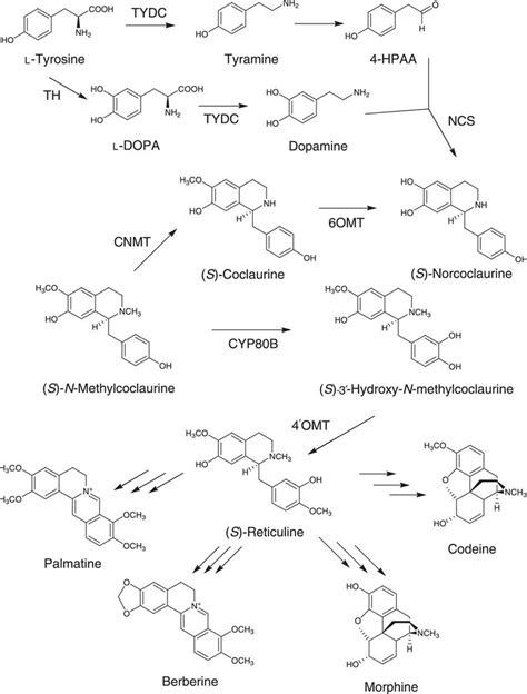 proposed plant biosynthetic pathway  genes involved