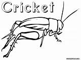 Cricket Insect Drawing Pages Coloring Getdrawings sketch template