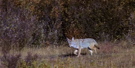 coyote trotting  autumn stock footage videohive
