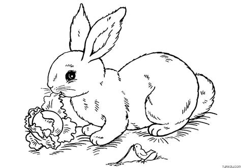 cute bunny coloring page turkau