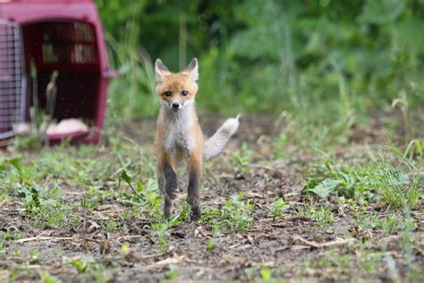 fox  released injured wildlife wildlife animals