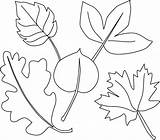 Coloring Pages Leaf Print Autumn sketch template