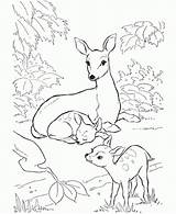 Deer Coloring Pages Baby Family Colouring Kids Rocky Mule Drawing Forest Balboa Printable Animal Mother Sheets Print Two Patterns Whitetail sketch template