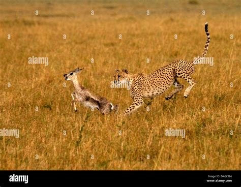 cheetah acinonyx jubatus chasing prey stock photo alamy