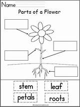 Parts Flower Worksheet Plant Preschool Science Kindergarten Label Worksheets Labeling Cut Paste Activity Madebyteachers Activities Spring Cycle Lesson Life Plants sketch template