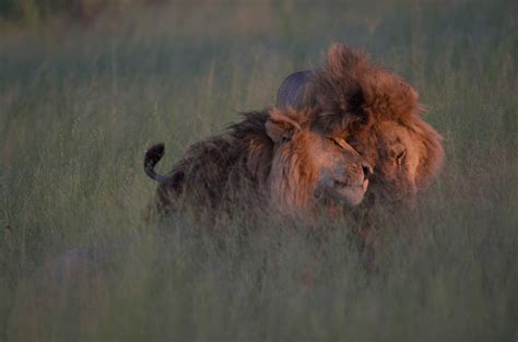 Fact Check Gay Lions Mating
