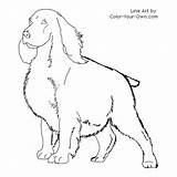 Spaniel Coloring Springer Cocker Pages Color Dog Printable Spoon Dogs Getcolorings Line sketch template