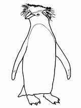 Penguin Coloring Rockhopper Penguins Pages Printable Line Drawings Drawing King Pittsburgh Color Chinstrap Adults Getdrawings Getcolorings Energy Supercoloring Kids Paintingvalley sketch template