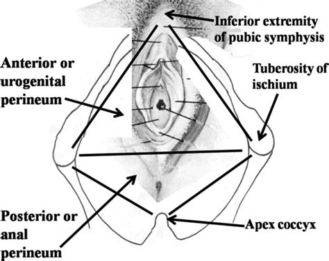 The Female Perineum From Puppo 2011d Download Scientific Diagram