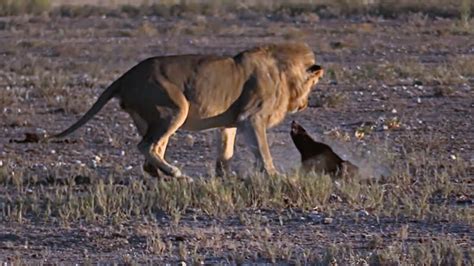 Male Lion Sneaks Up On A Honey Badger