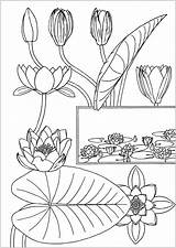 Coloring Lily Water Pages Printable Top Onlinecoloringpages sketch template