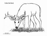 Deer Buck Coloring Pages Male Big Realistic Color Hunting Printable Monster Pdf Getcolorings Nature Template Print Please sketch template