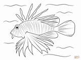 Coloring Lionfish Pages Drawing Fish Easy Lion Cartoon Draw Drawings Outline Printable Sketch Step Colouring Reef Tang Yellow Supercoloring Coral sketch template