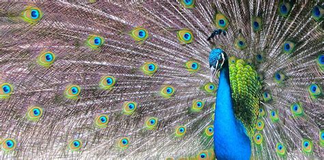 peacock in barbados photograph by andrea urlass