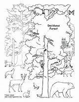 Forest Coloring Deciduous Animals Pages Rainforest Drawing Trees Tropical Habitat Ecosystem Clipart Draw Labeled Animal Biome Printable Desert Habitats Biomes sketch template